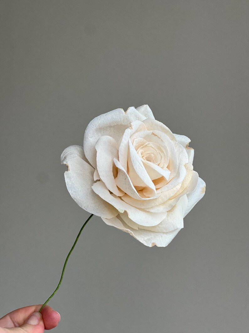 May include: A single off-white rose with layered, delicate petals and a thin green stem. The flower displays soft cream tones with subtle hints of light brown discoloration on the edges of some outer petals, showcasing a realistic floral appearance.