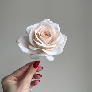 May include: A single pale cream-colored rose with soft, layered petals that transition to a slightly deeper peach tone toward the center. The flower is attached to a thin, light-colored stem, showcasing delicate petal edges and a natural, blooming shape.