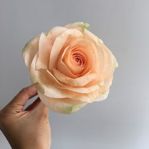 Wafer Paper Flower, Peach Rose for Cake Decoration
