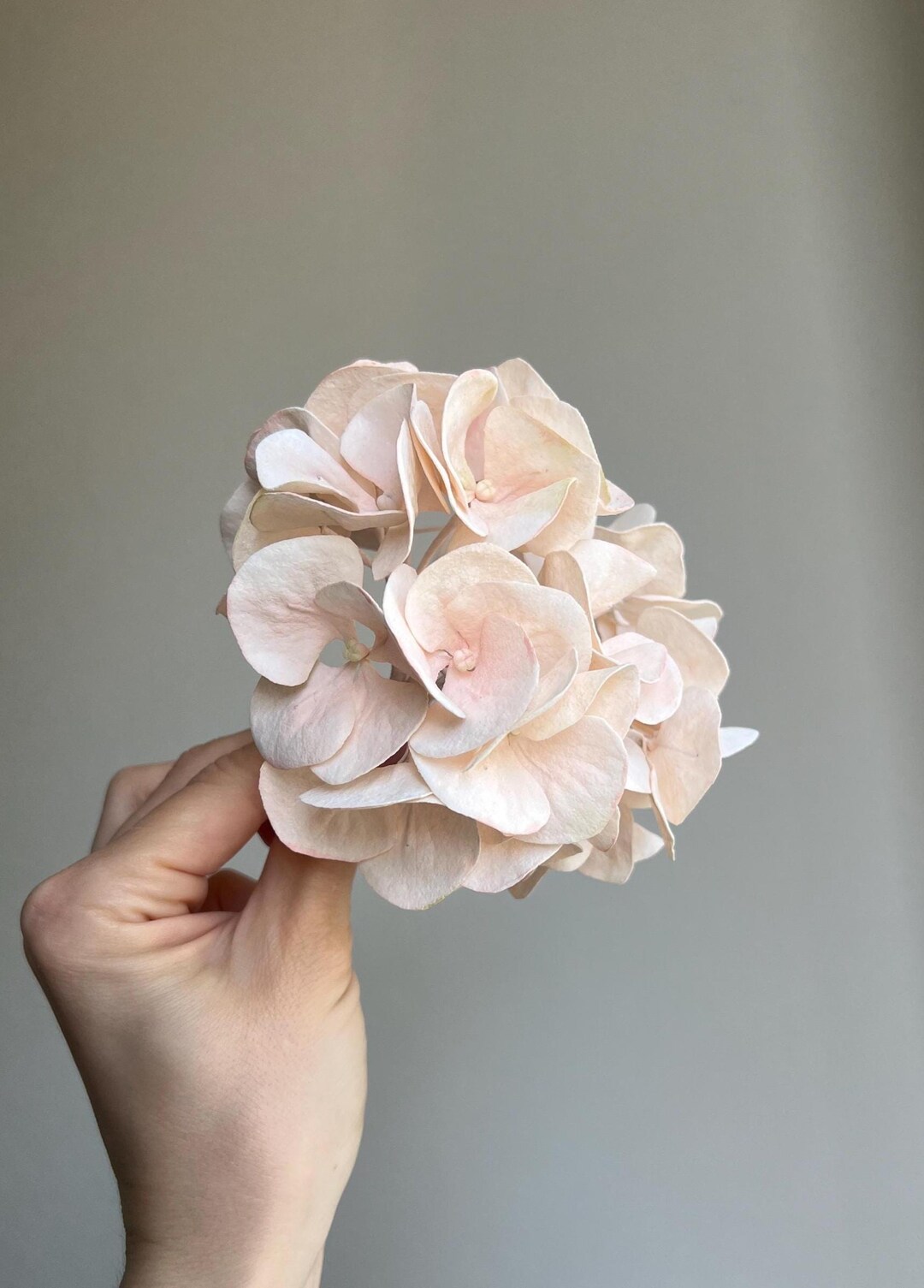 Wafer Paper Hydrangea in Beige Colour, Edible Wedding Cake Flowers, 3 ...