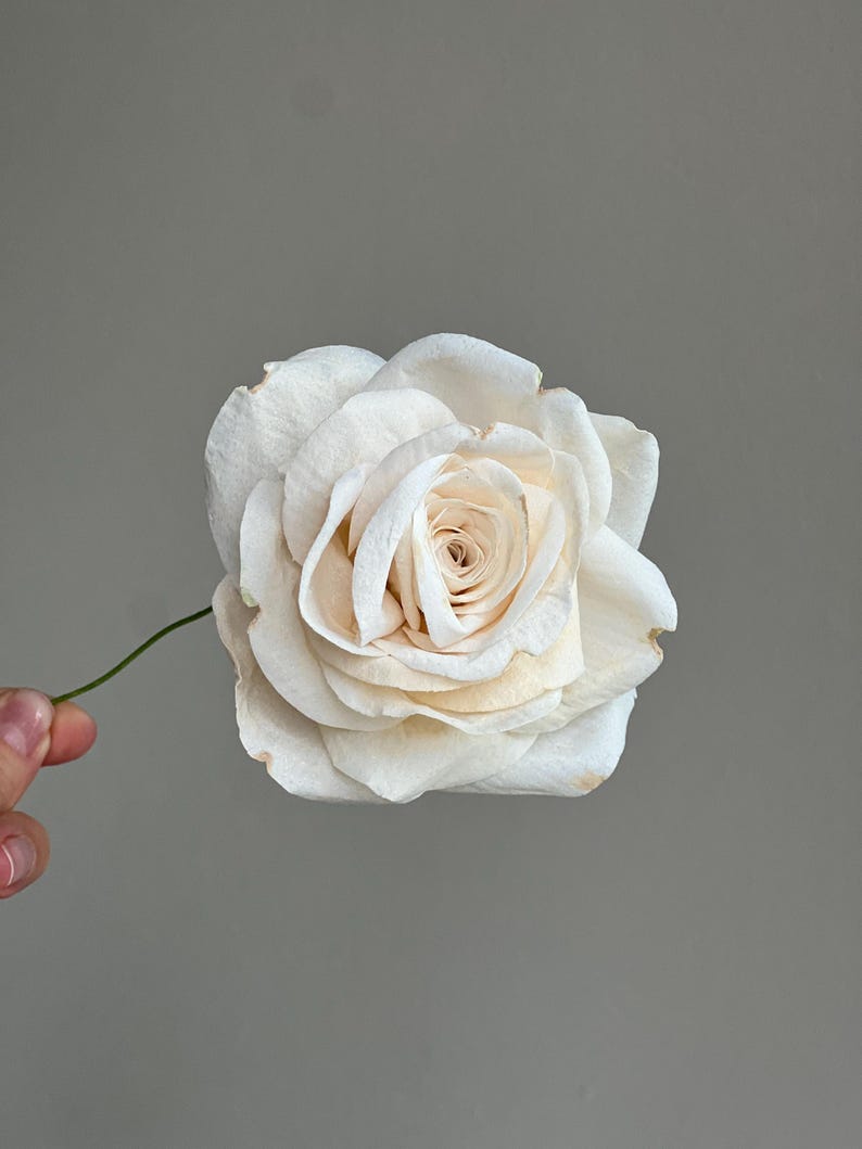May include: A single cream-colored rose with layered petals and a thin green stem. The flower features soft, off-white tones with subtle hints of light beige toward the center of the bloom, showcasing a natural, delicate, and realistic appearance.
