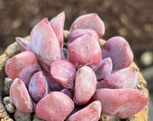 Echeveria Topsy Debbi