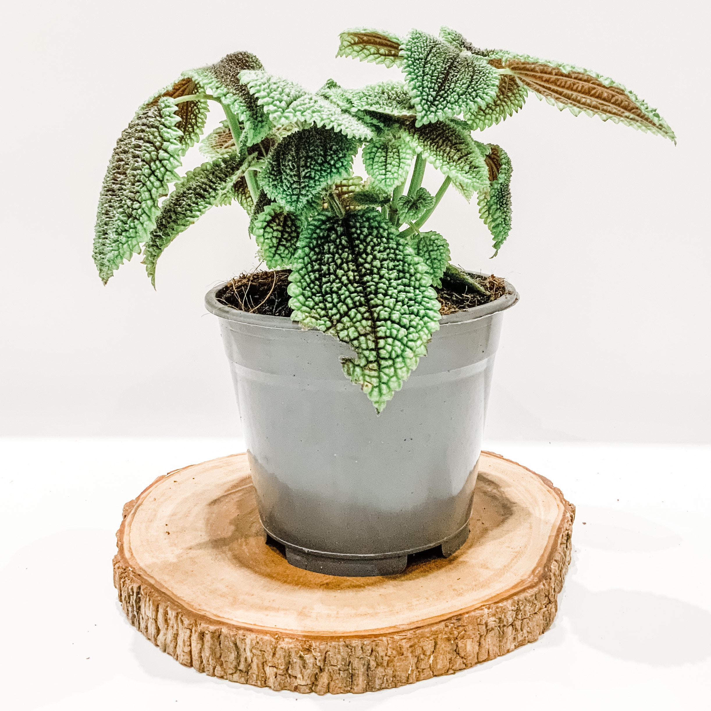 Moon Valley Pilea Pilea Involucrata Unusual houseplant Etsy