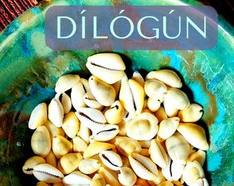 Dilogun orisha - Money Cowries - Orisha Cowry Shells Santeria Lucumi Orisha divination Yoruba iyawo caracoles cowries diloggun owo eyo ebo