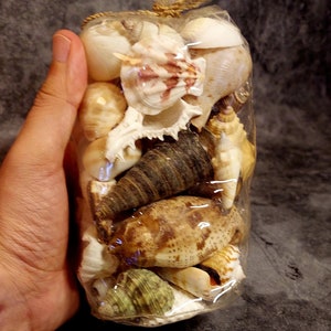 Beautiful seashells Olokun sopera Carga Caracoles Yemaya Orisha Olokun Yemoja Ifa Lucumi Warriors Ibeji tinaja Oddua Osain Yoruba awan