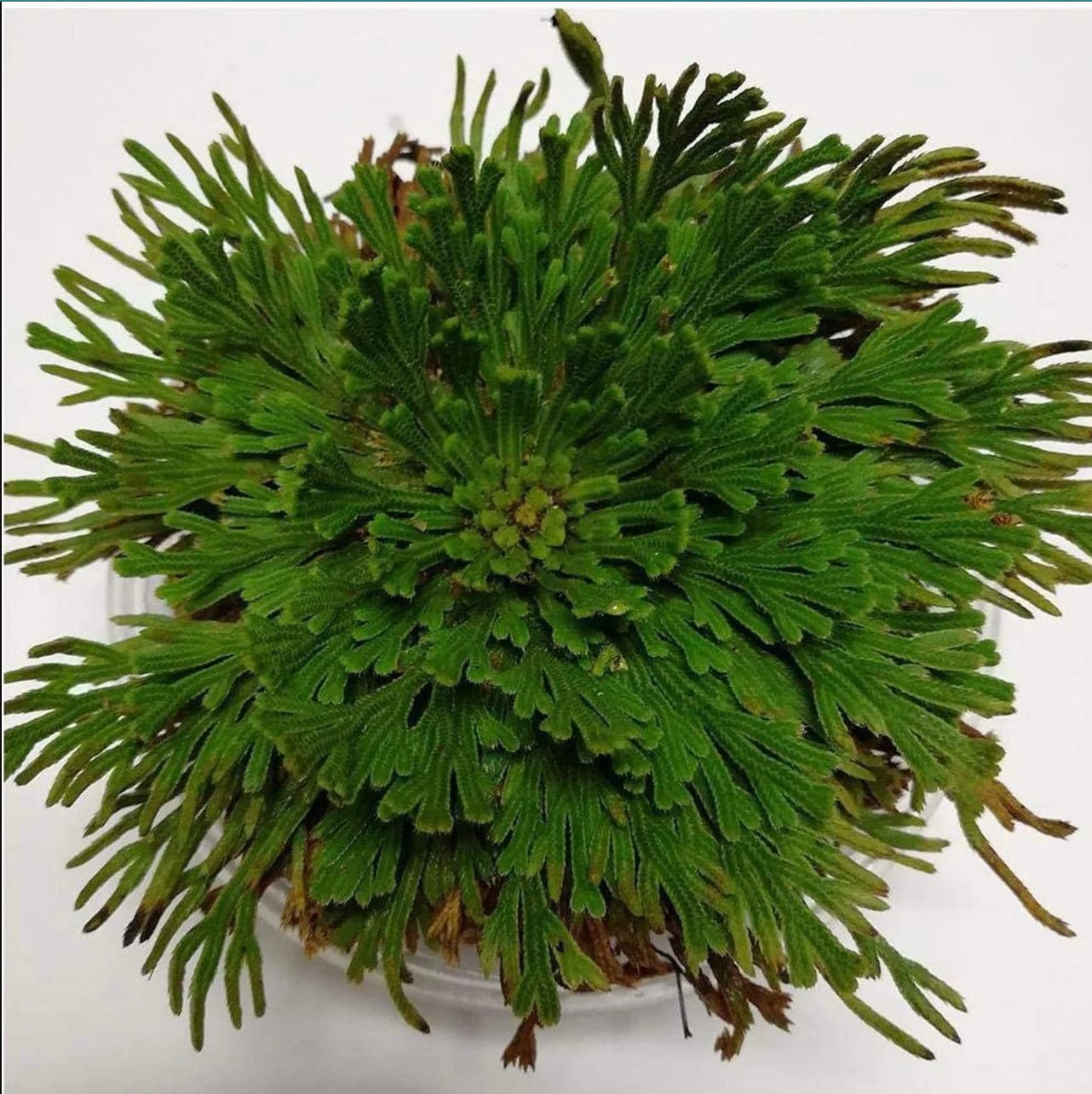 Large Rose of Jericho Resurrection Plant Rosa De Jerico Reviving House Blessing Home Ritual for Prosperity Abundance Spell White Magic Kit
