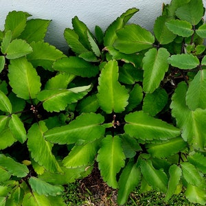 Ewe Abamoda Prodigiosa hierba Siempre Viva herb plant ewe Spiritual  Powerful hierba used for ebo rogacion Osain Omiero abamoda kalanchoe