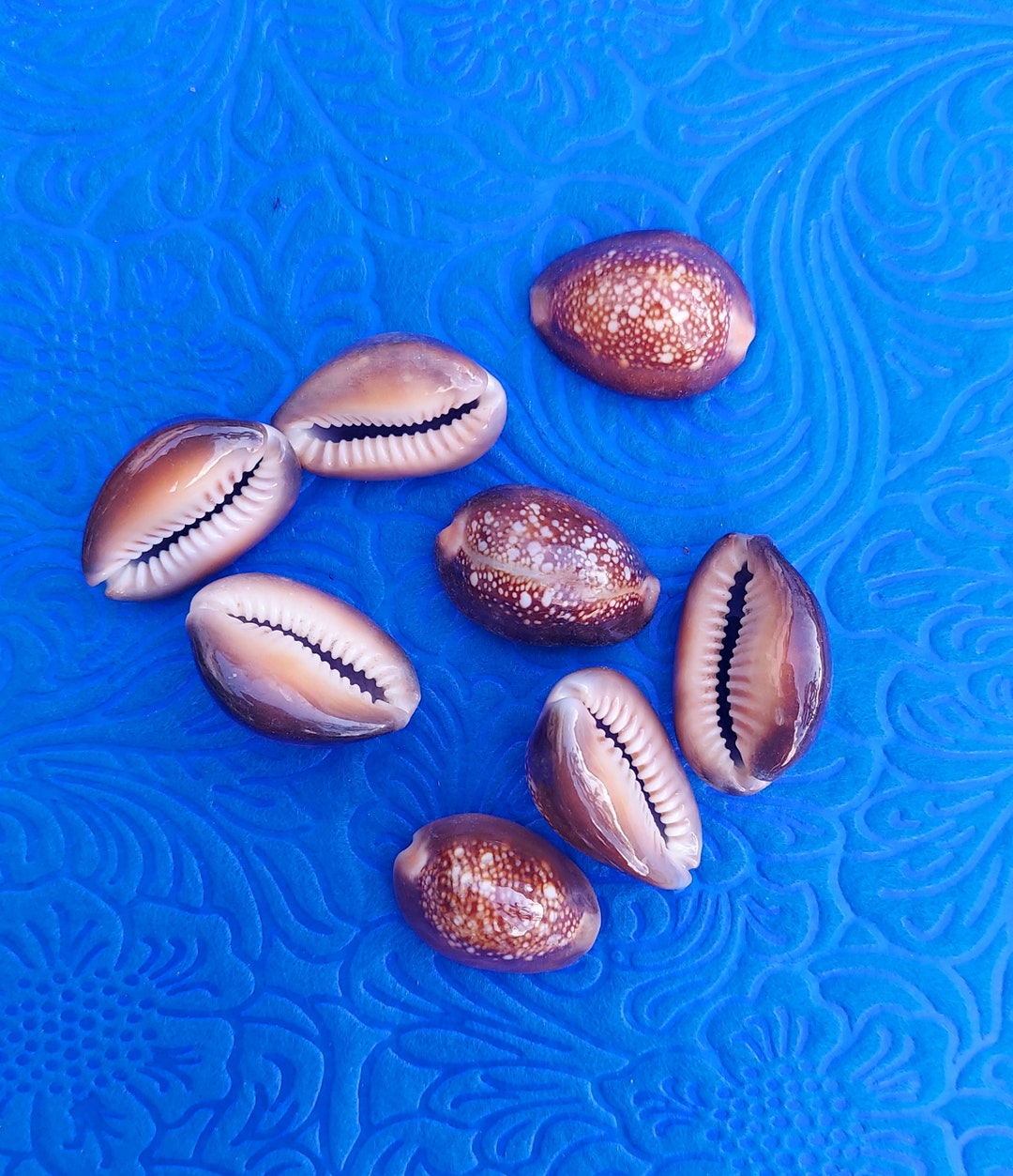 Sea Shell Orisha Set Ananagume Olokun Olosa Iroko Dada Ocha Ifa Orisa ...
