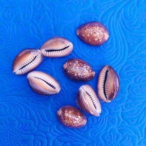 Puede incluir: Un conjunto de conchas de cauri marrones y blancas con un acabado brillante, dispuestas sobre una superficie azul texturizada. Las conchas tienen una forma ovalada distintiva y una abertura en forma de ranura. Las conchas son un producto natural.