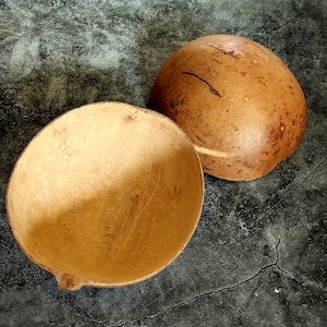 Peut inclure: Deux moitiés d'une gourde naturelle, l'une ouverte et l'autre fermée. La moitié ouverte révèle un intérieur beige clair, tandis que la moitié fermée montre un extérieur brun foncé et moucheté. Les moitiés de la gourde sont posées sur une surface texturée gris foncé.