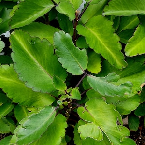 Ewe Odundun Siempre Viva herb Prodigiosa plant Dundun Spiritual  Powerful hierba used for ebo rogacion Osain Omiero abamoda kalanchoe iginla