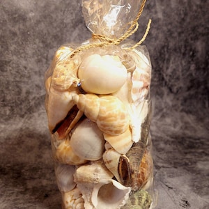 Könnte beinhalten: Ein klarer Plastikbeutel gefüllt mit verschiedenen Muscheln. Die Muscheln sind in Weiß-, Beige-, Braun- und Grüntönen gehalten. Der Beutel ist oben mit Naturfaden gebunden. Der Hintergrund ist ein meliertes Grau.