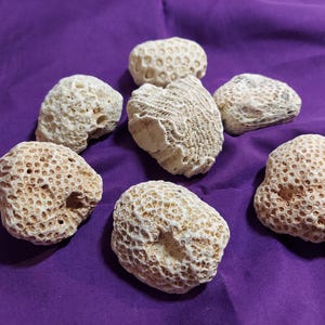 Babalu Aye Stone Piedras porosas Asojano Asoyi otanes Arara Santeria Azojano Afra Nanu Nana Sakpata okutan coral viejo San Lazaro From USA