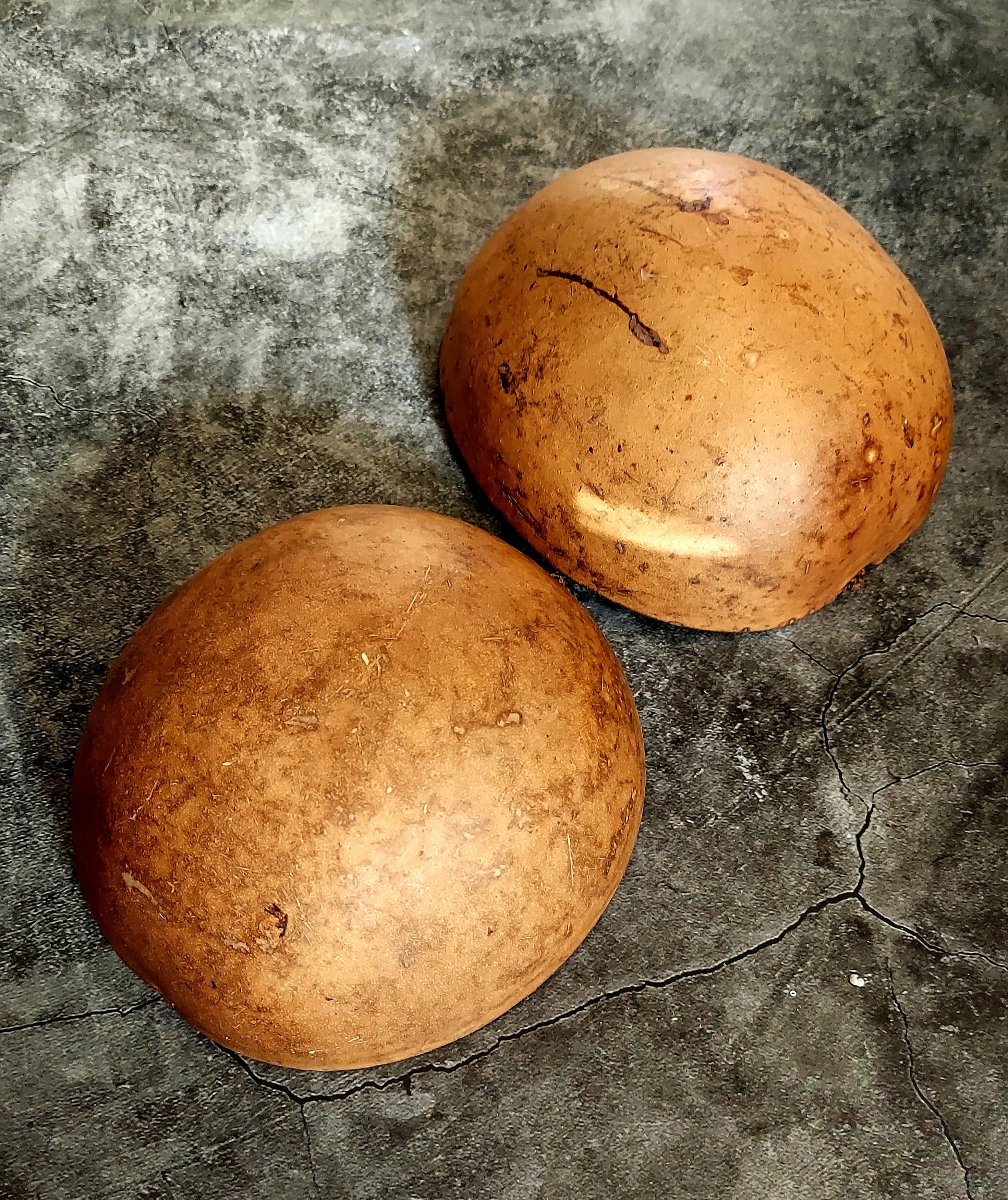 Adimu Large 8 Inch Jicara Igba Gourd Adimu, Obi Agbon Coco, Orisha Libation ...
