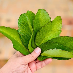 May include: A hand holding a collection of bright green, succulent leaves. The leaves have a textured surface and are slightly wet, suggesting recent watering. The background is blurred, focusing attention on the vibrant foliage.