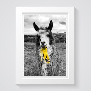 Alpaca With Banana (digital)