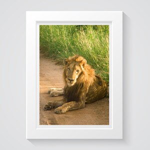 South African Lion  (digital)