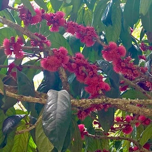 Giant Lau Lau / Red Java Pear [Syzygium Megacarpa] VERY RARE Live Tree 3" Pot
