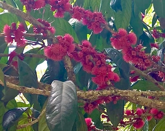 Giant Lau Lau / Red Java Pear [Syzygium Megacarpa] VERY RARE Live Tree 3" Pot