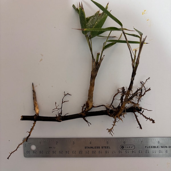 Black Bamboo Rhizome / Phyllostachys nigra - Blackstem Bamboo / Purple Bamboo
