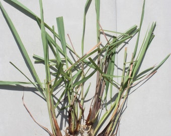 Lemongrass Rooted Stalks, Ready to Plant, Cymbopogon citratus Fast Growing Edible Medicinal Plant