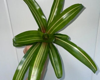 Bromeliad Variegated Green and White w/ Pink Offshoot