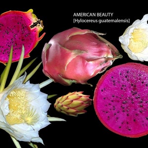 American Beauty Dragon Fruit / Pitaya / Pitahaya Self-Fertile Purple Flesh Dragon Fruit image 2