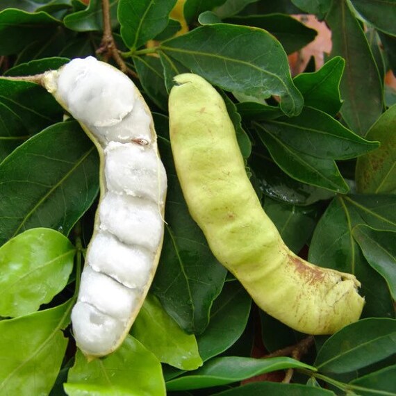 Icecream Bean / Joaquiniquil / Guaba Inga Edulis Fruit Etsy