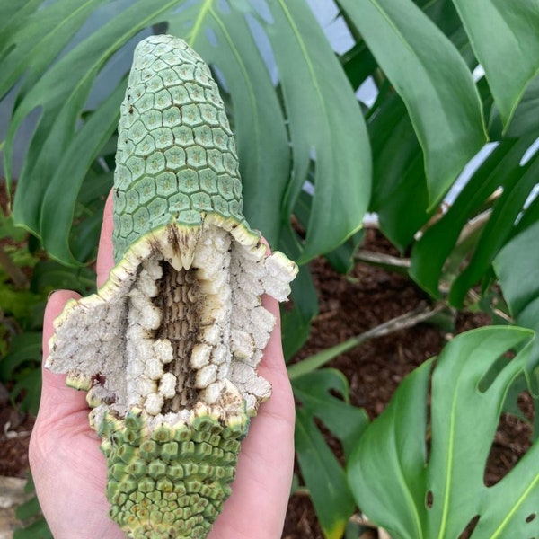 Split-Leaf Philodendron / Swiss Cheese Plant / Fruit Salad Plant [Monstera Deliciosa] Live Fruiting Plant BARE ROOT