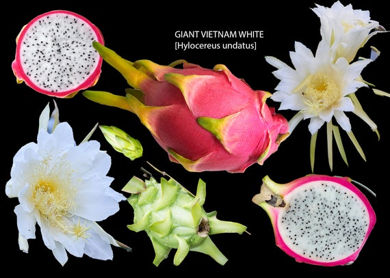 Dragon Fruit, White 'Vietnamese Jaina' (Hylocereus undatus)