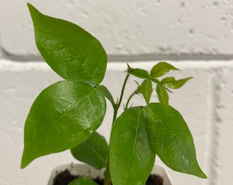 Icecream Bean /  Joaquiniquil / Guaba - Inga Edulis - Fruit Tree Live Seedling 3” Pot