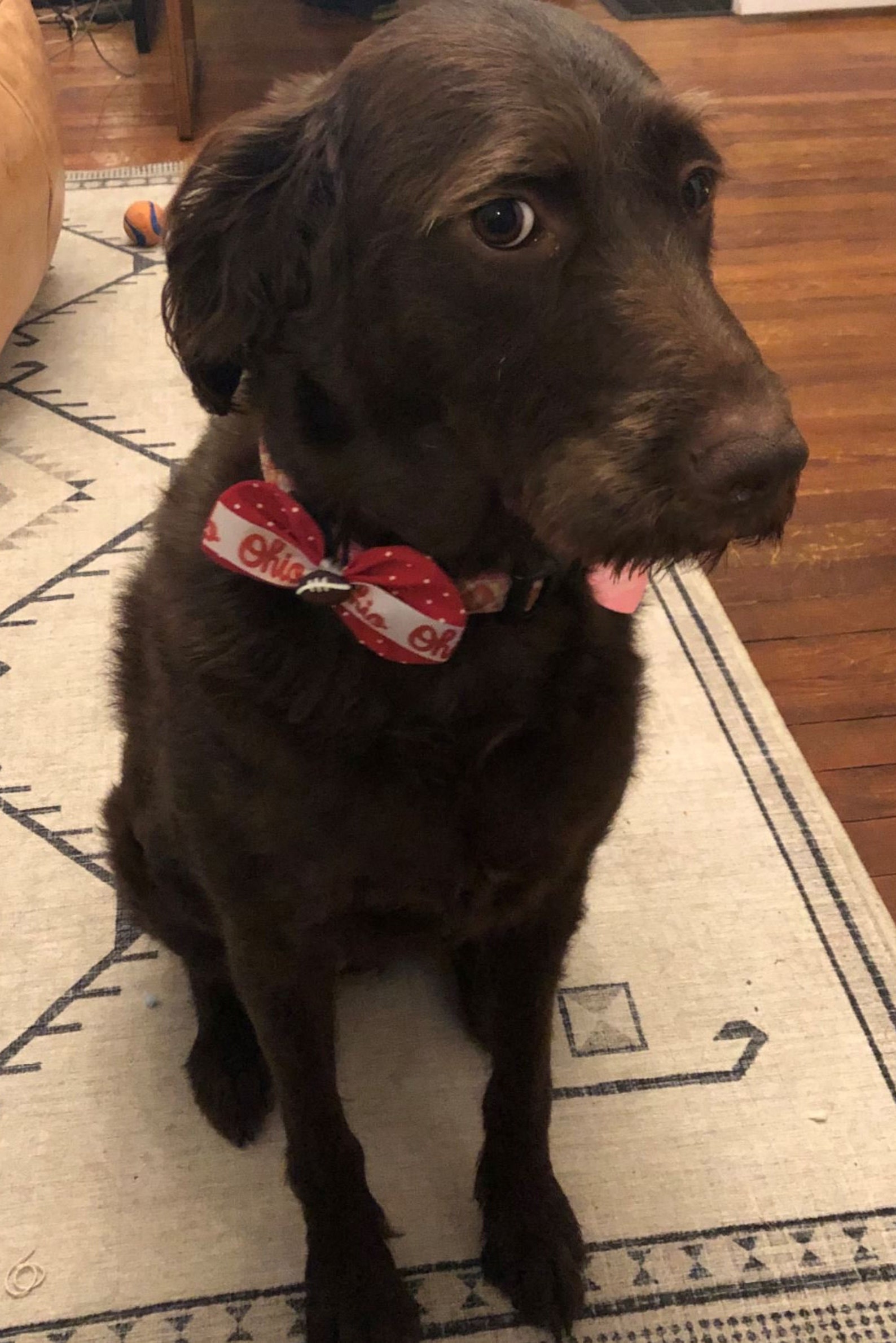 Kirschen auf Pfirsich Hund Bogen Etsy