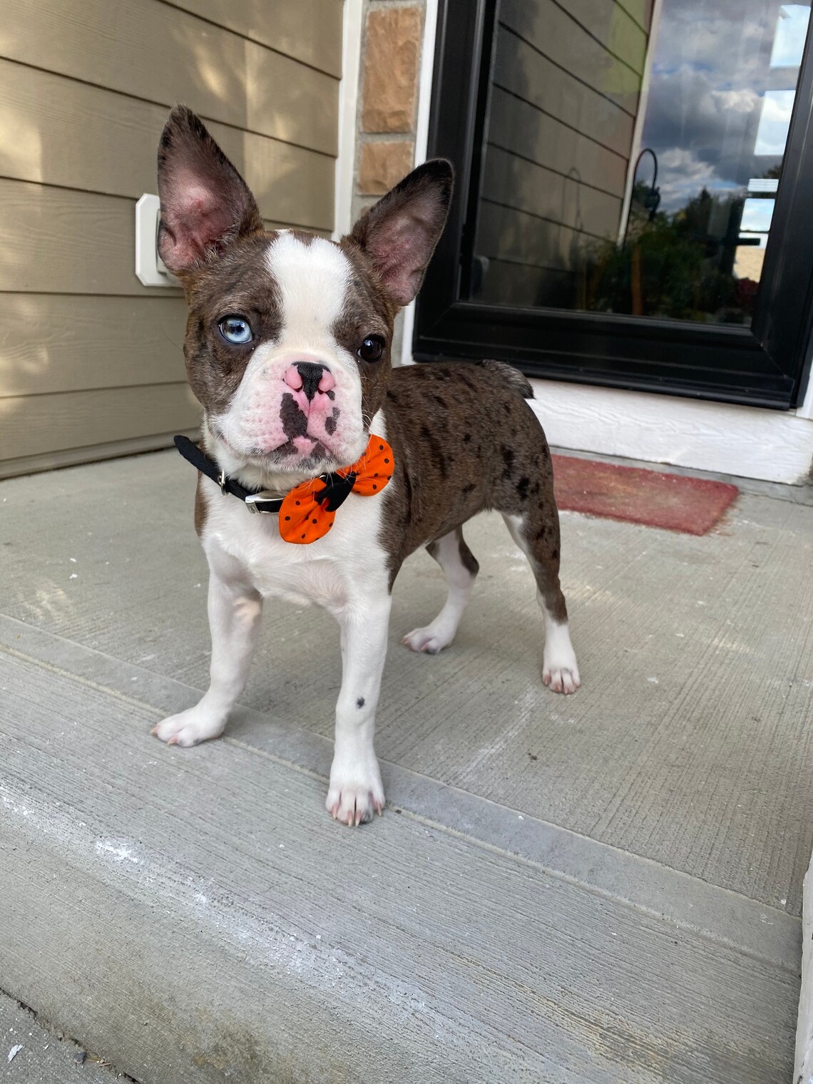 Kirschen auf Pfirsich Hund Bogen Etsy