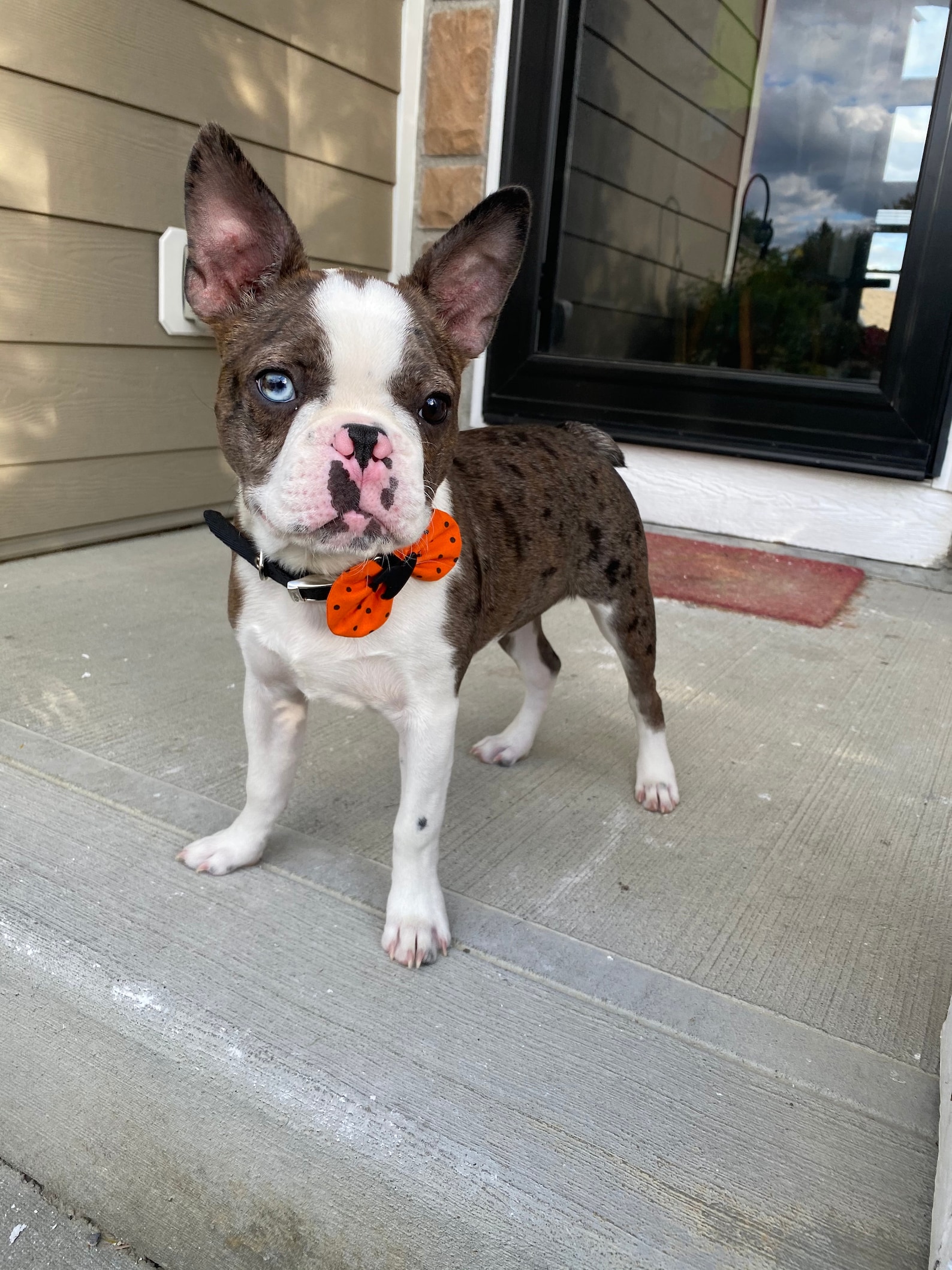 Kirschen auf Pfirsich Hund Bogen Etsy