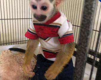 Monkey Clothes Etsy