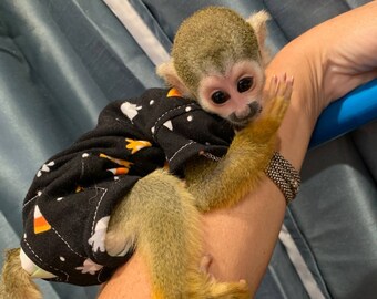 Squirrel Monkey Etsy