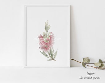 Bottlebrush - Fine Art Print - Native Australian Flower Hand Drawn Painted Watercolour Wall Art