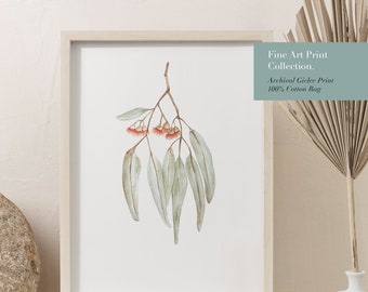 Flowering Gum - Fine Art Print - Hand Drawn Painted Watercolour Wall Art