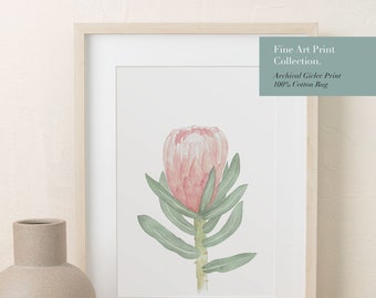 Protea - Fine Art Print - Hand Drawn Painted Flower Watercolour Wall Art