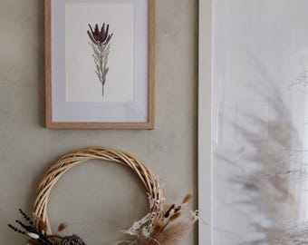 Leucadendron - Fine Art Print - Native Australian Hand Drawn Painted Watercolour Wall Art