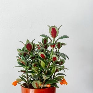 May include: A potted plant with thick, succulent-like leaves featuring dark green edges and vibrant red centers. The plant has several small, bright orange, tubular-shaped flowers blooming near the base, all contained in a simple orange plastic pot.