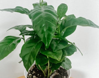 Coffee Plant Arabica Coffee Plant