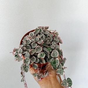 May include: A potted String of Hearts plant with heart-shaped leaves in shades of green, pink, and white. The trailing vines cascade from a brown plastic pot. The plant is set against a plain white background.