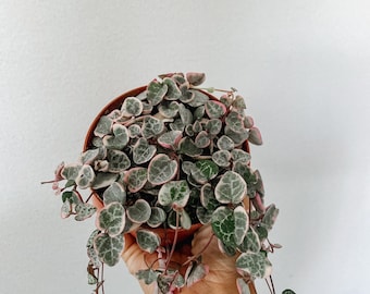 Variegated String of Hearts in 4in pot.