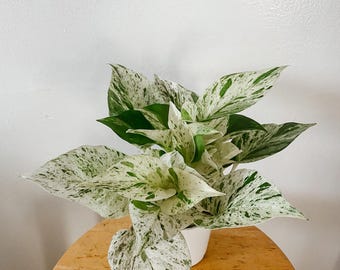 May include: A Marble Queen Pothos plant with heart-shaped leaves featuring a variegated pattern of creamy white and deep green splashes. The plant is potted in a simple white container, showcasing dense foliage with distinct color contrast.