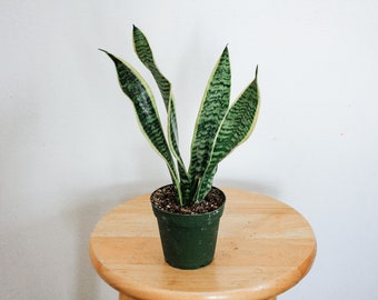 Sanseveria Laurentii Snake Plant in 4in Pot