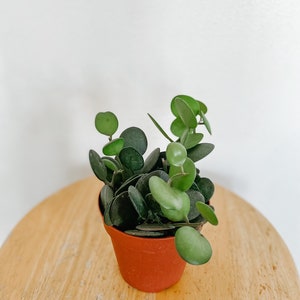 String of Coins (Xerosicyos Danguyi) In 4in Pot.