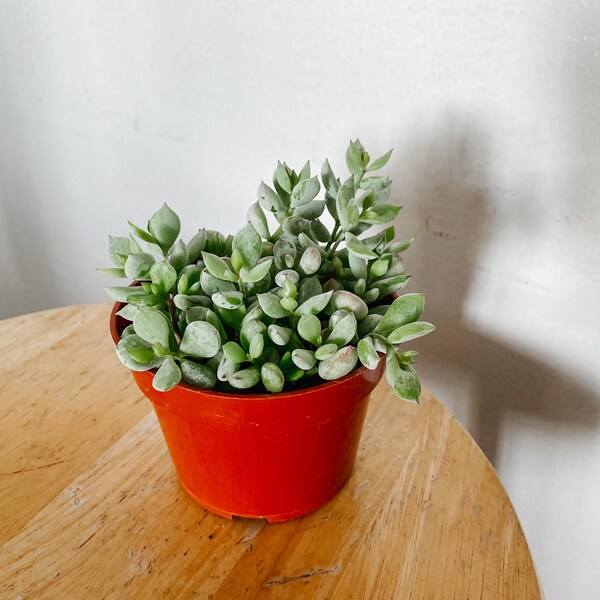 Cotyledon Pendens in 4in pot.