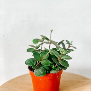Peperomia Hope (Peperomia Tetraphylla) – Easy-Care Pet-Safe Houseplant in 4-Inch Pot