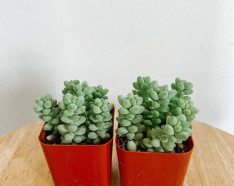 2pk Donkey/ Burros Tail in 2in pots. Sedum morganianum